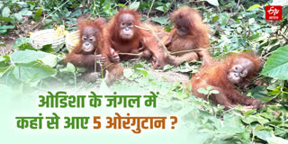 पांच ओरंगुटान बचाए गए
