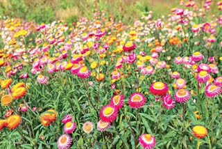 Helichrysum flower