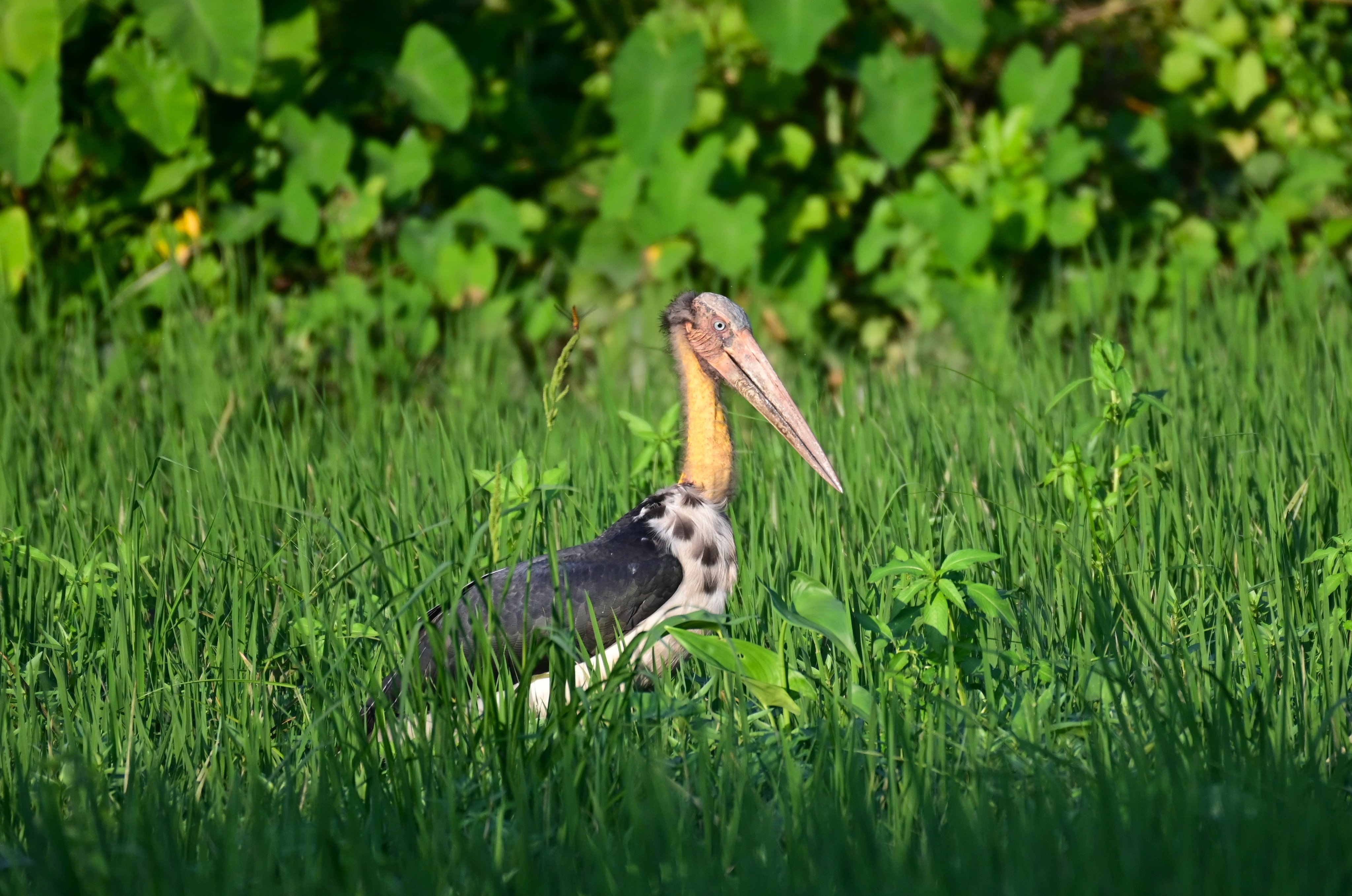 Pic Credit: @megha_aarti