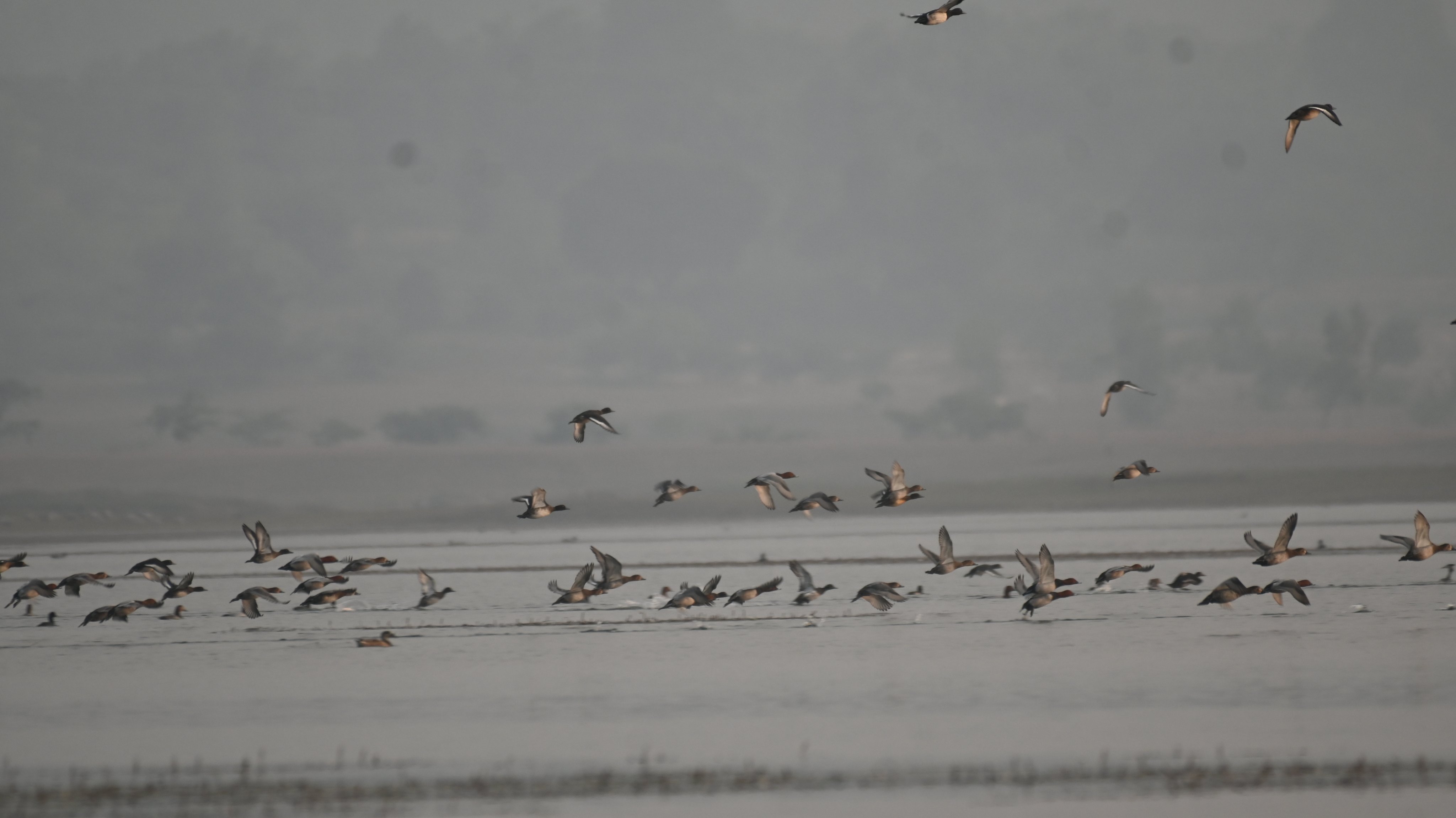 Pic Credit: @megha_aarti