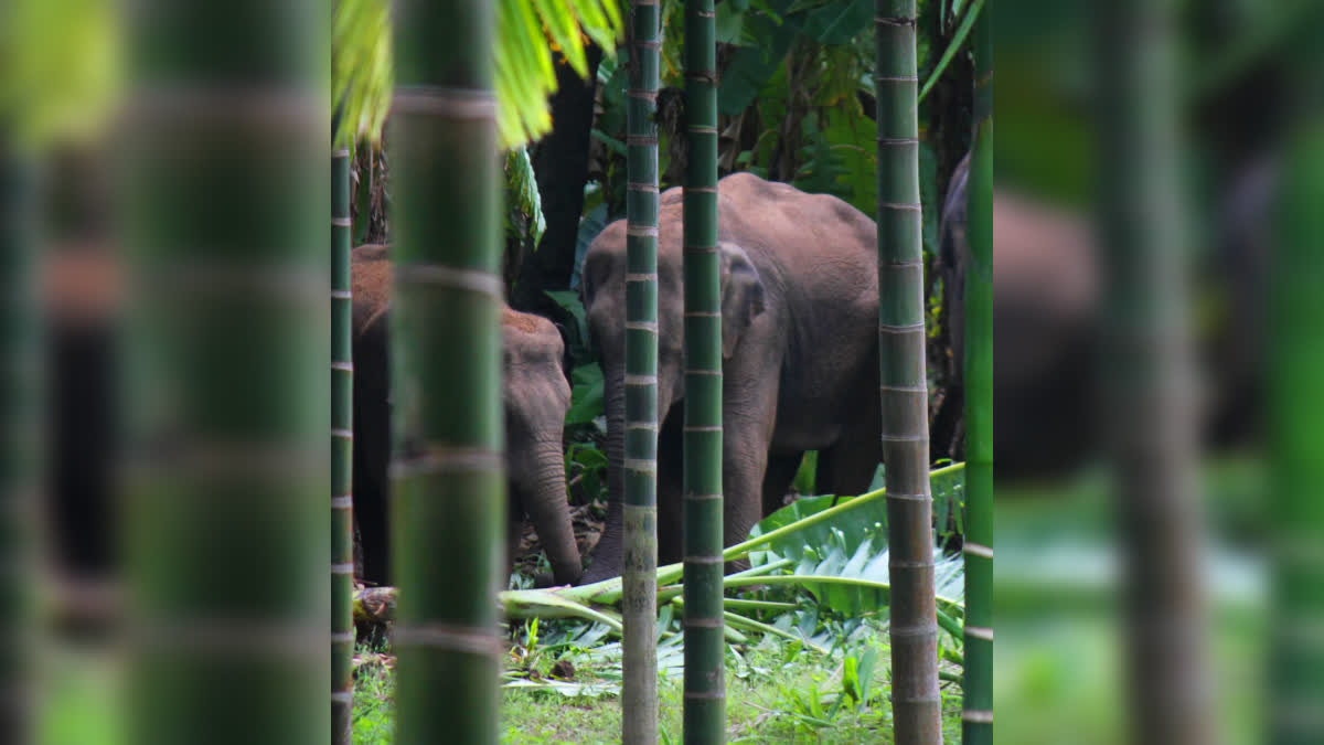 highest number of elephants state  ELEPHANT CENSUS REPORT  KARNATAKA  ELEPHANTS IN KERALA