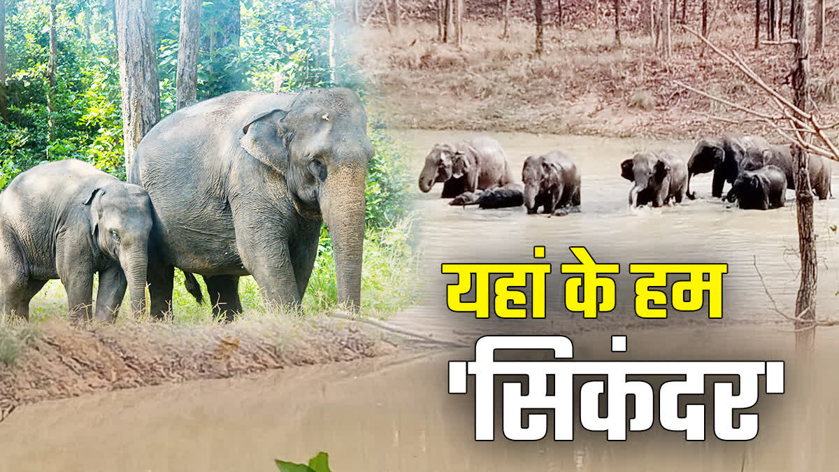 ELEPHANT MOVEMENT IN BALODA BAZAR