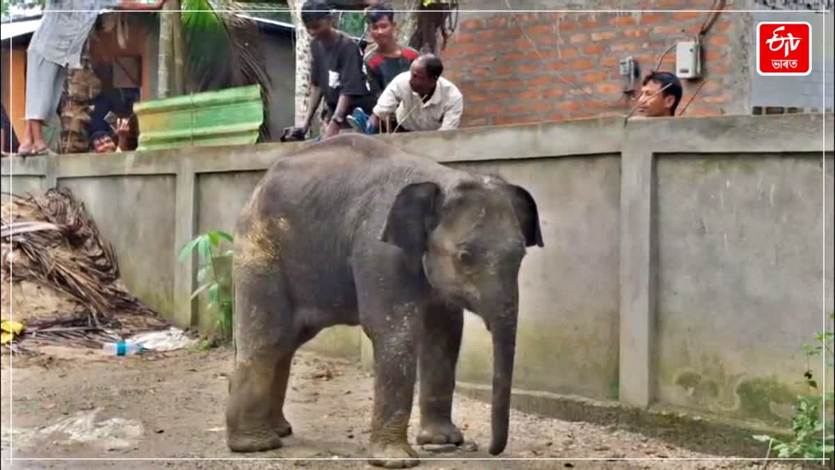 WILD ELEPHANT MENACE CONTINUES