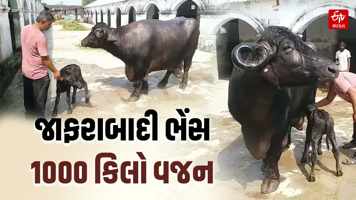 1 હજાર કીલોની જાફરાબાદી ભેંસ