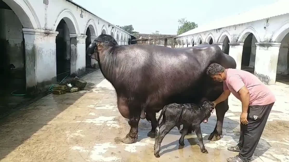 Jafarabadi Buffalo Stuns Everyone By Crossing 1000 Kg Mark In Weight Jafarabadi Buffalo Stuns Everyone By Crossing 1000 Kg Mark In Weight