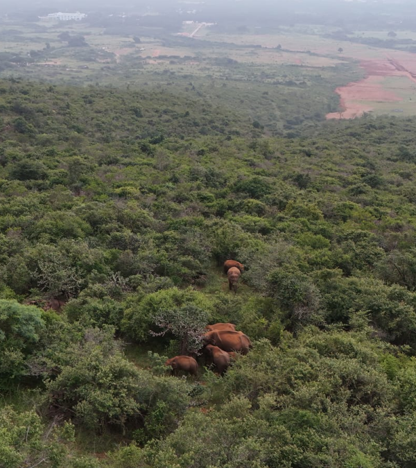 highest number of elephants state  ELEPHANT CENSUS REPORT  KARNATAKA  ELEPHANTS IN KERALA