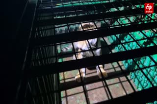 सीतापुर में पकड़ा गया बाघिन का शावक.