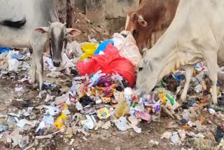 Medical waste thrown open