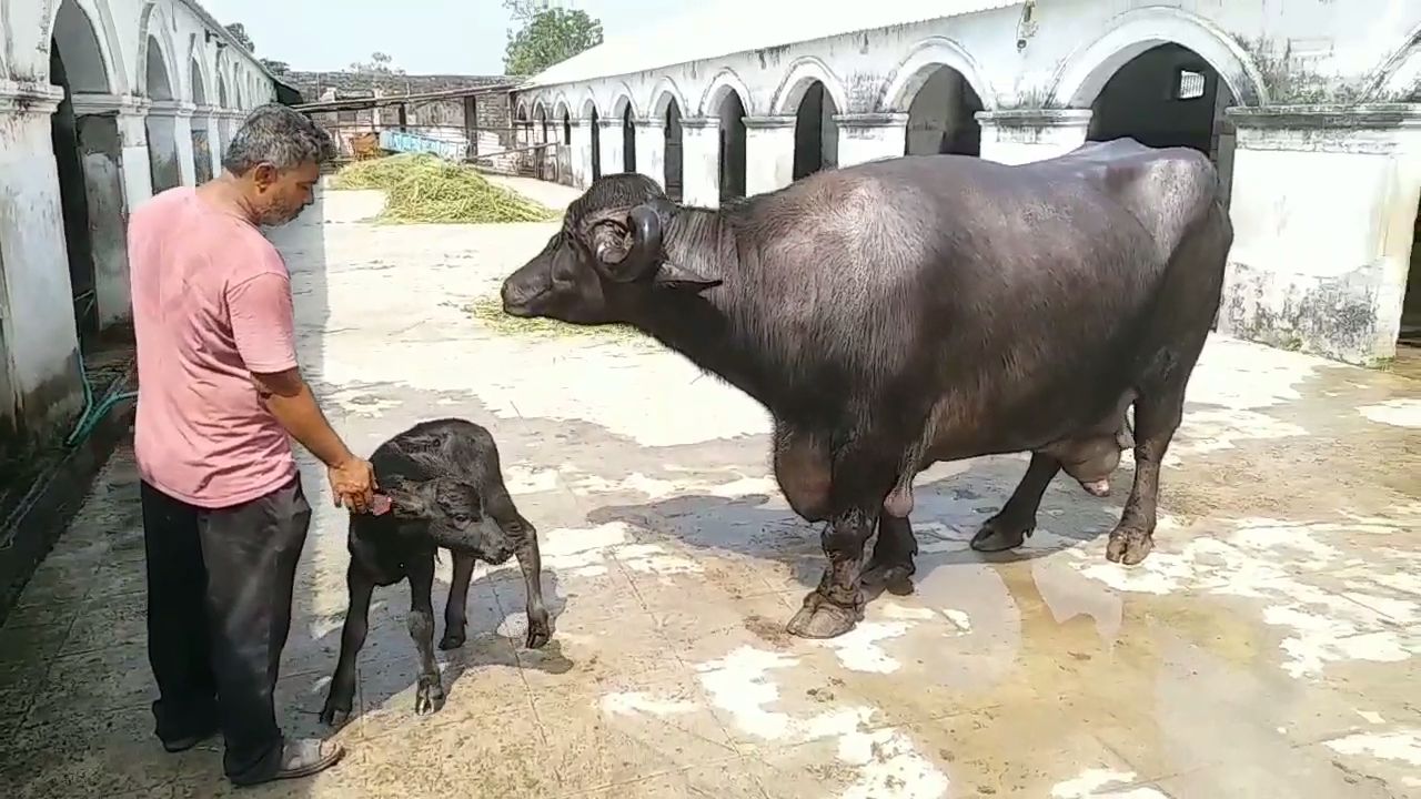 1 હજાર કીલોની જાફરાબાદી ભેંસ