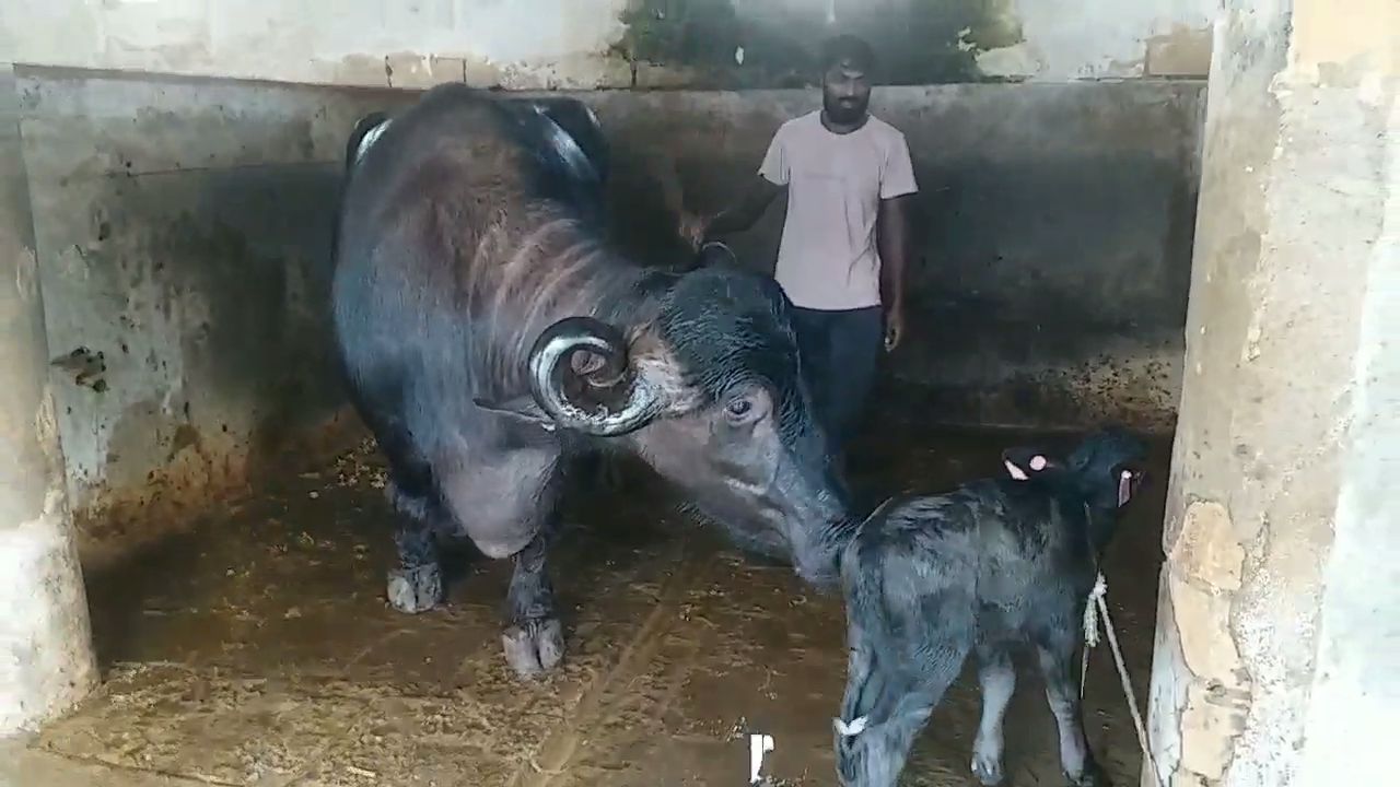 1 હજાર કીલોની જાફરાબાદી ભેંસ