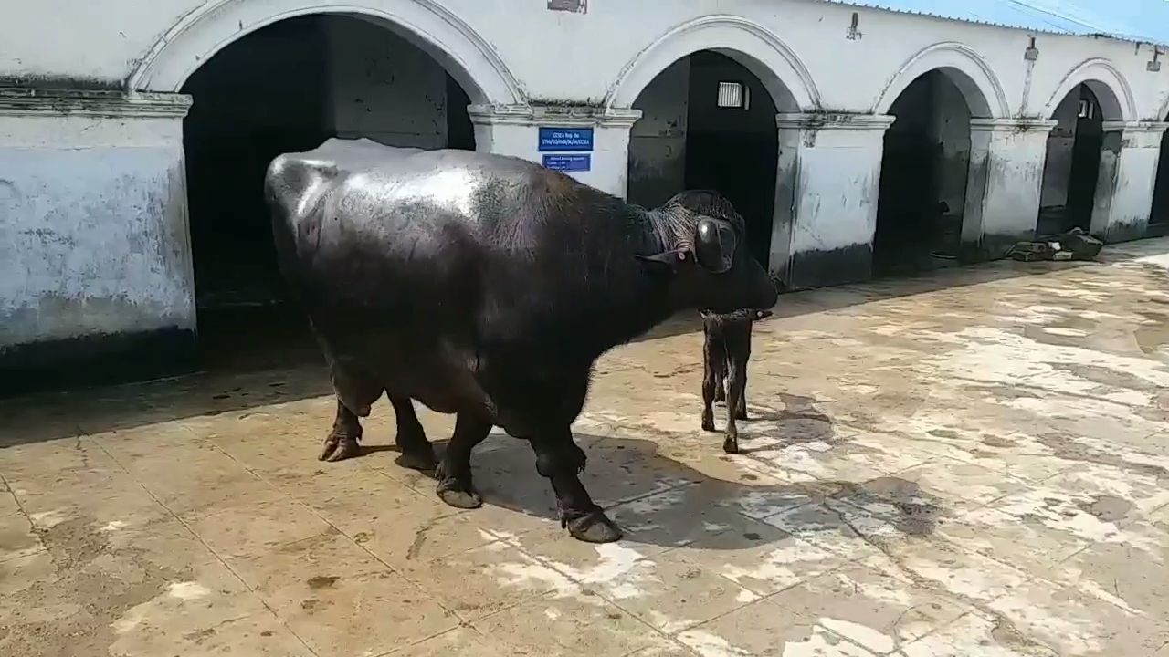 1 હજાર કીલોની જાફરાબાદી ભેંસ