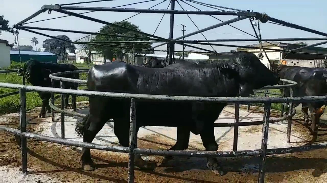 1 હજાર કીલોની જાફરાબાદી ભેંસ