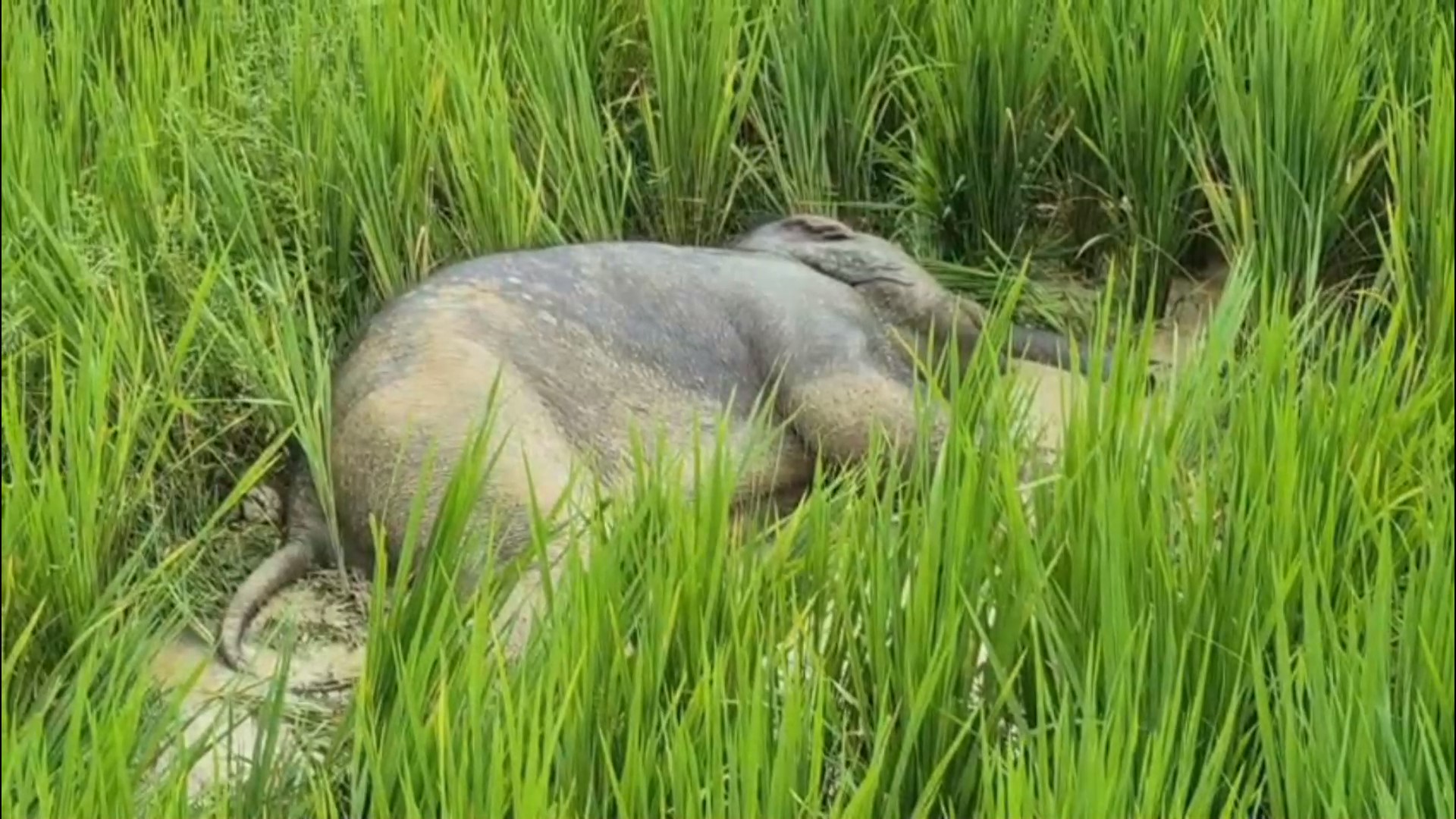 elephant menace assam