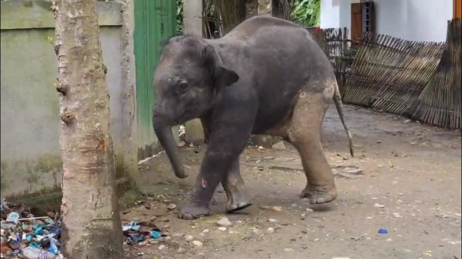 elephant menace assam