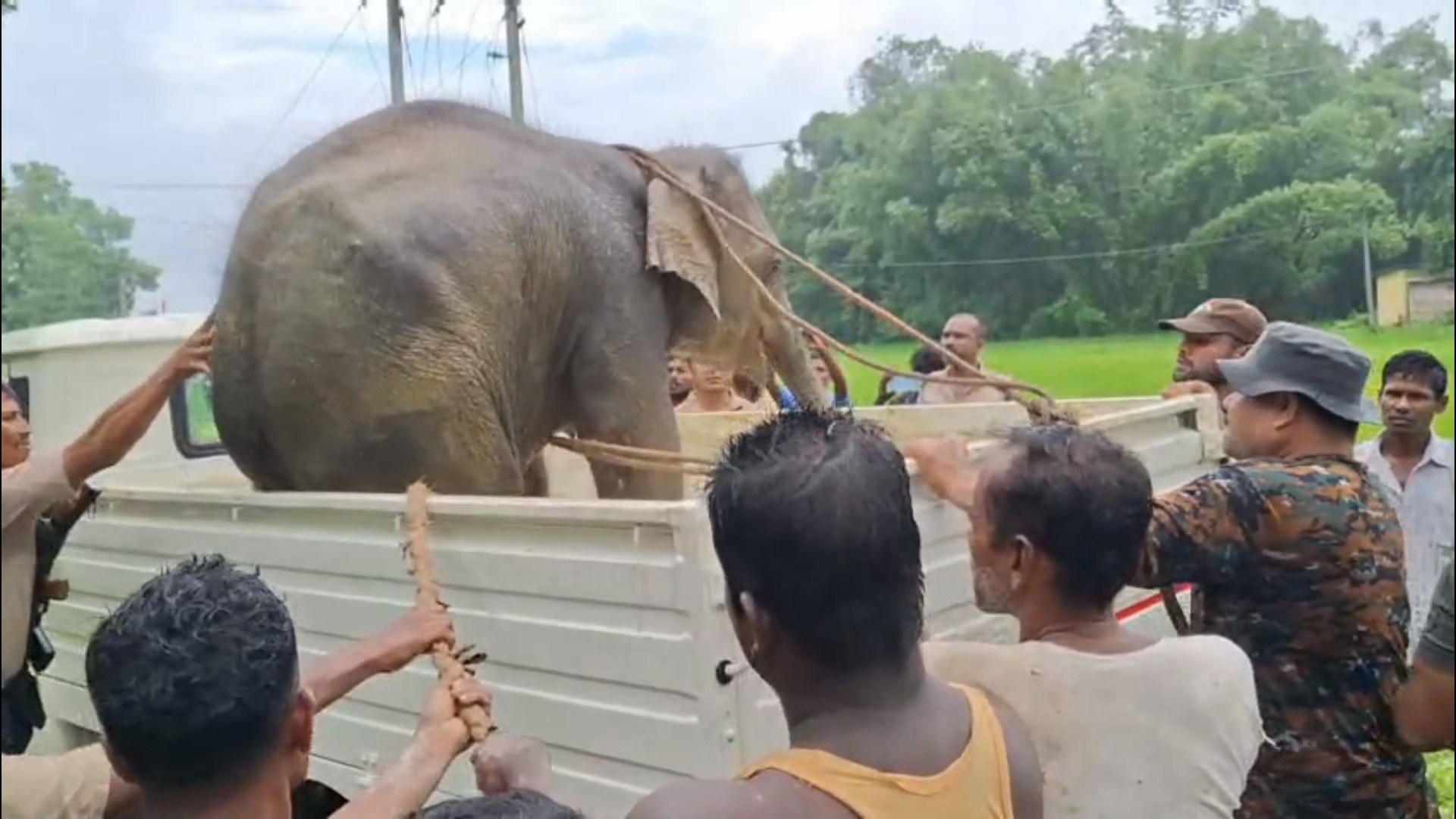 elephant menace assam