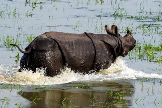 Rhinoceros