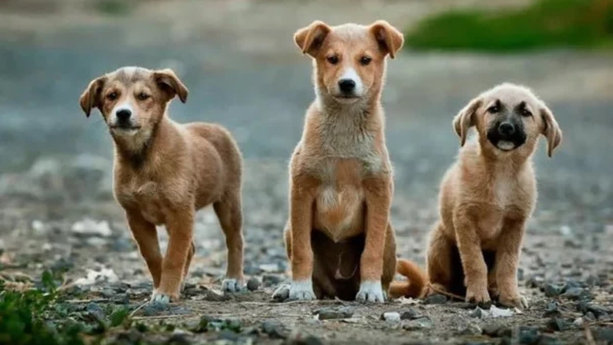 Irritated With Barking, Women Burn 5 Newborn Puppies To Death; Booked The incident took place on November 5 on Rohta Road.