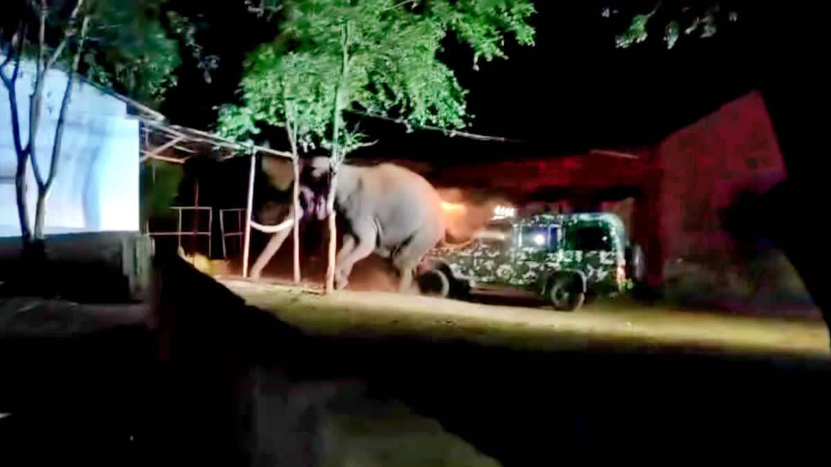 'பாகுபலி' யானை மீது மோதிய வனத்துறை வாகனம் - கோவையில் நள்ளிரவில் பரபரப்பு