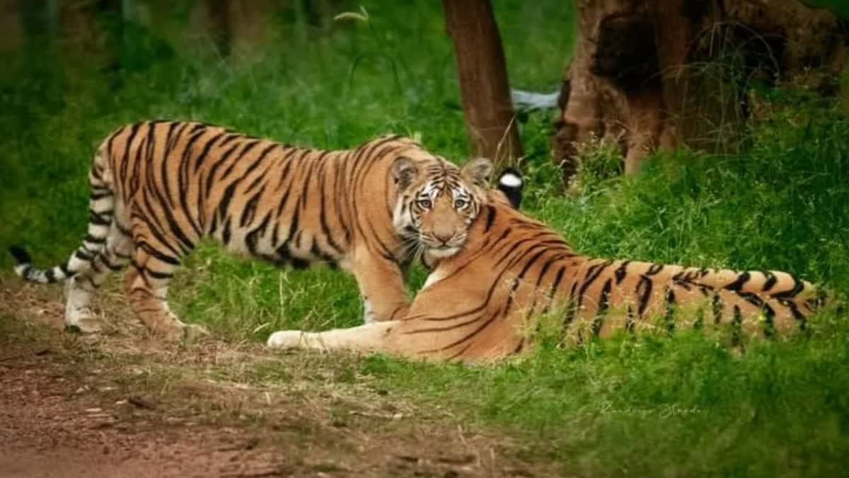 SIDHI TIGER TIGRESS EXCITING SEEN