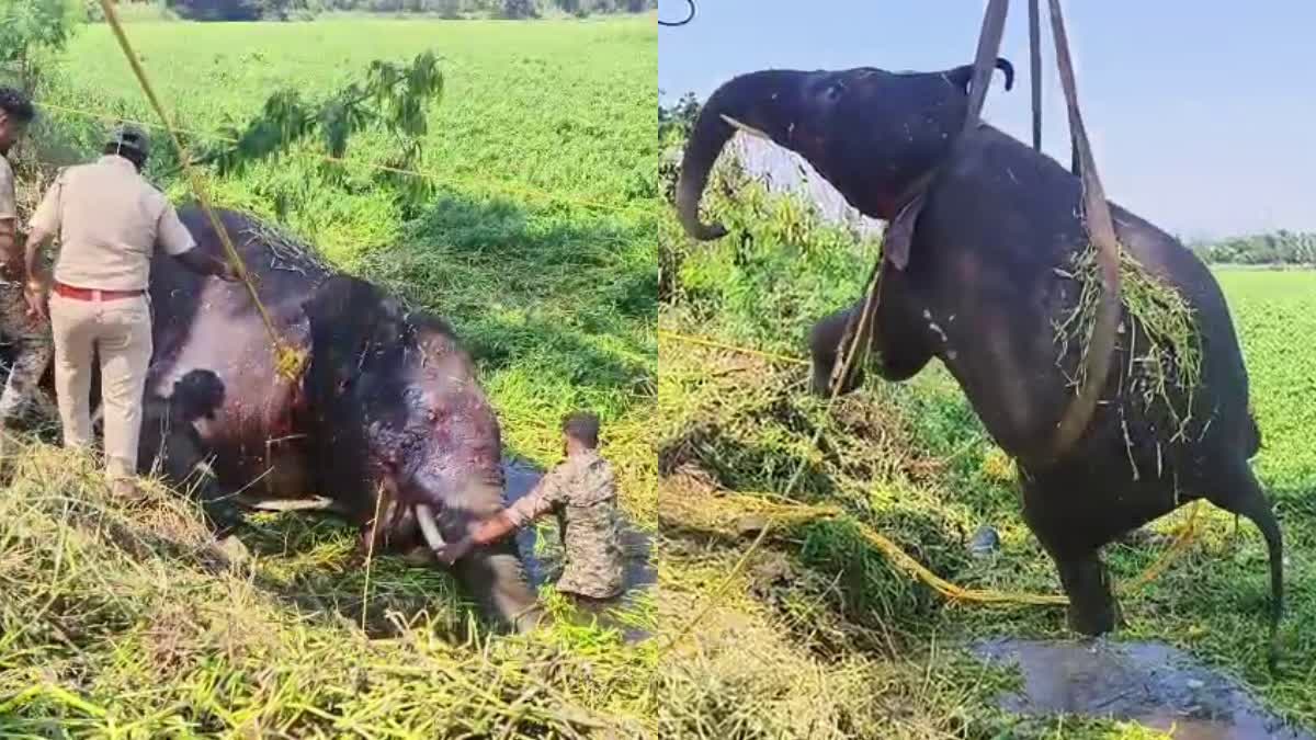 Ramanagara  wild elephants died  ಅರ್ಕಾವತಿ ನದಿ  ಕಾಡಾನೆ ಸಾವು