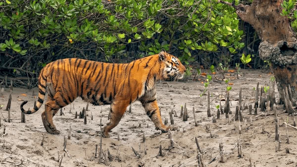 Tiger Census In Sundarbans