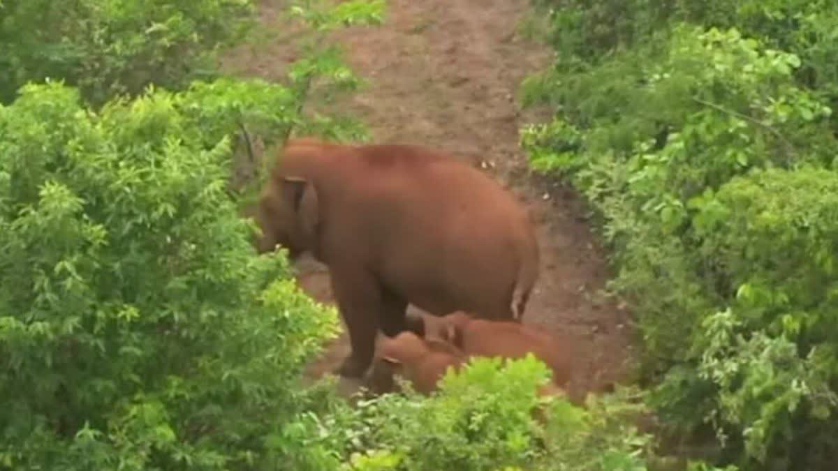 elephants Returned In Sindhudurg