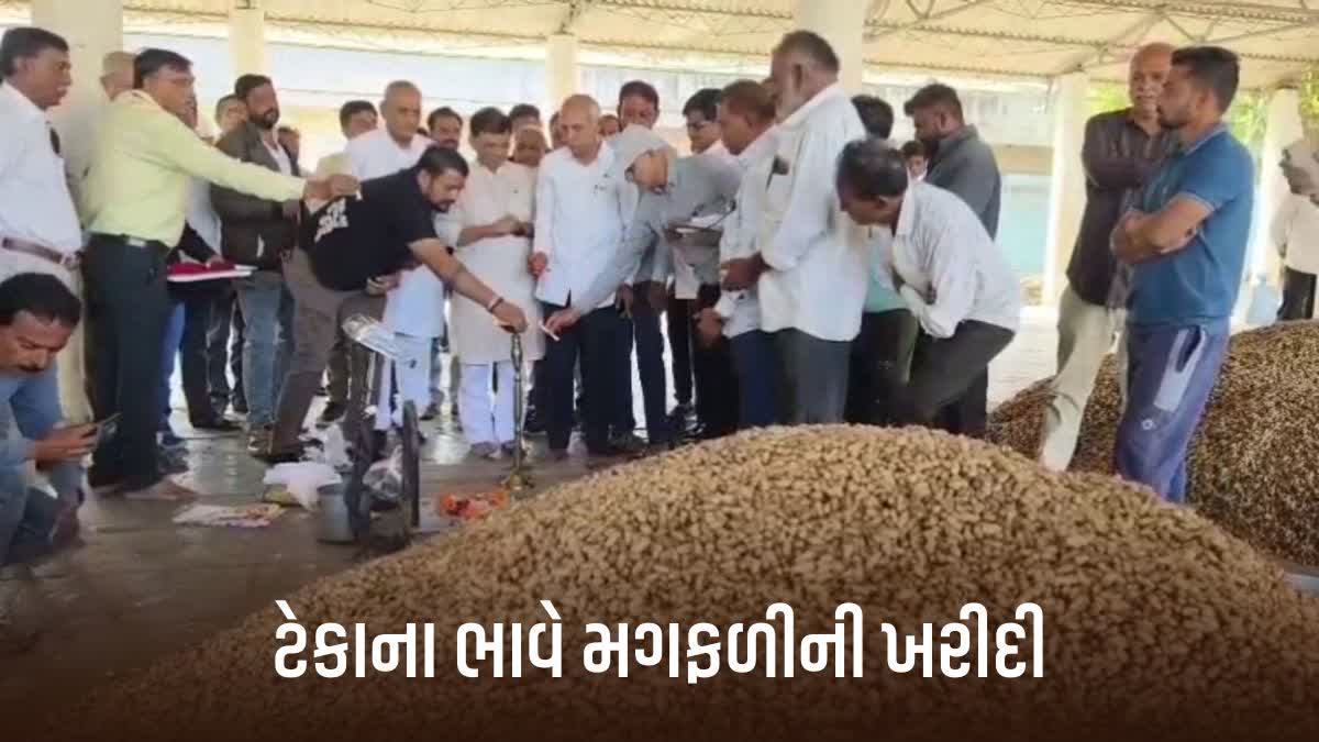અમરેલીમાં ટેકાના ભાવે મગફળીની ખરીદી