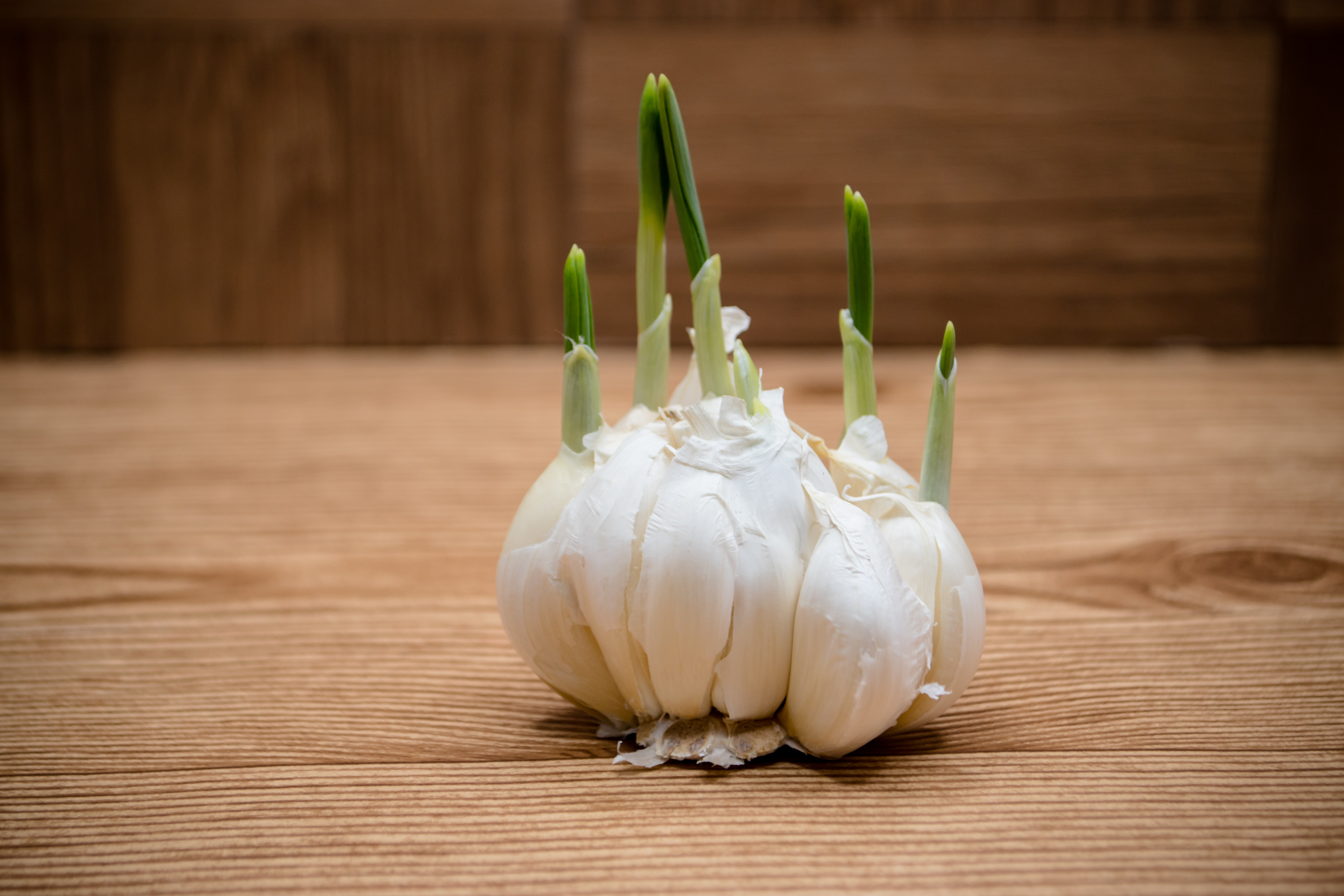 Garlic