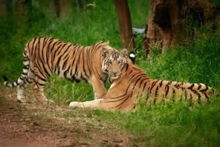SIDHI TIGER TIGRESS EXCITING SEEN