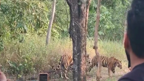 Sidhi tiger tigress Exciting seen