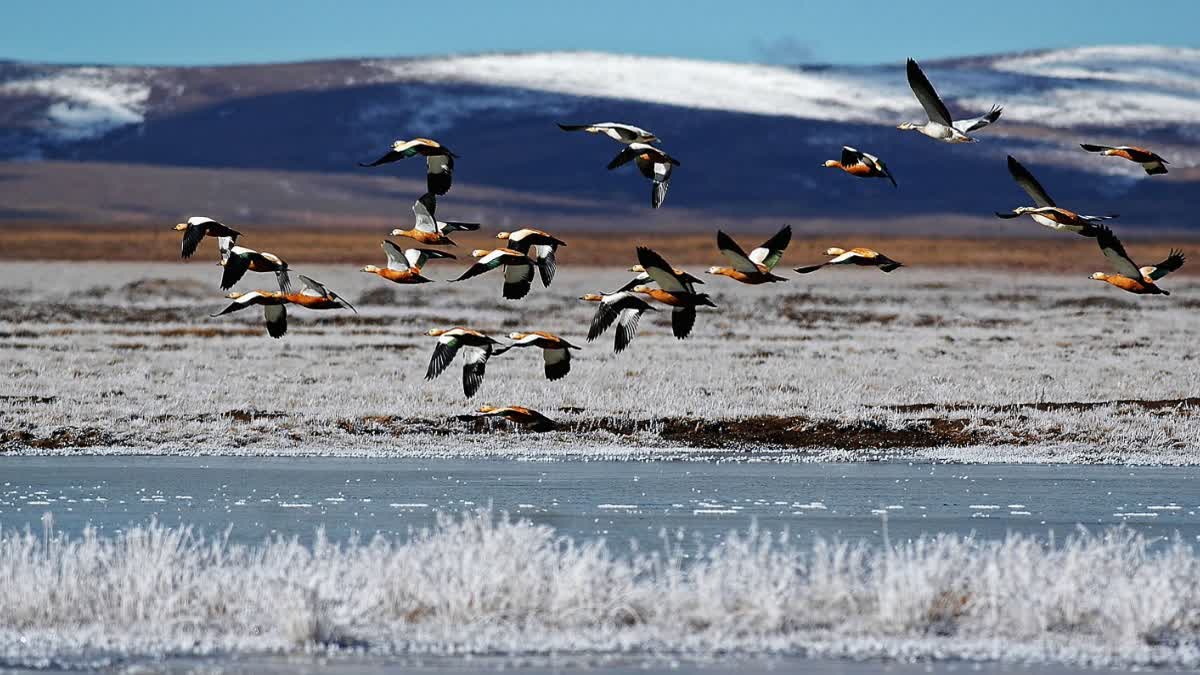groundbreaking-global-bird-study-reveals-how-land-use-changes-are-putting-ecosystems-at-risk