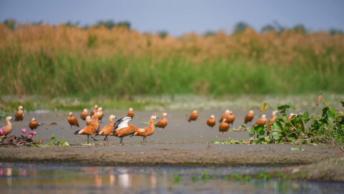 MAGURI MOTAPUNG BEEL