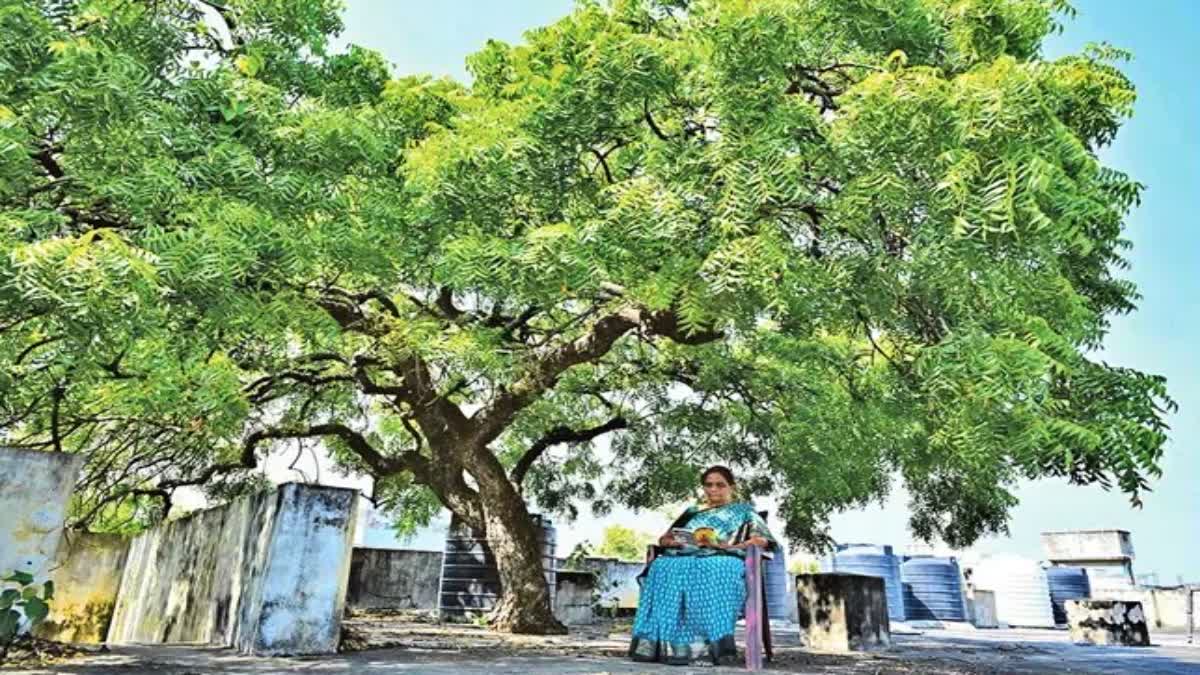 ಮೂರಂತಸ್ತಿನ ಮನೆಯ ಮೇಲೊಂದು ಬೇವಿನ ಮರ; ದೇವತೆಯೆಂದೇ ತಿಳಿದು ಪೂಜಿಸುತ್ತಿರುವ ...
