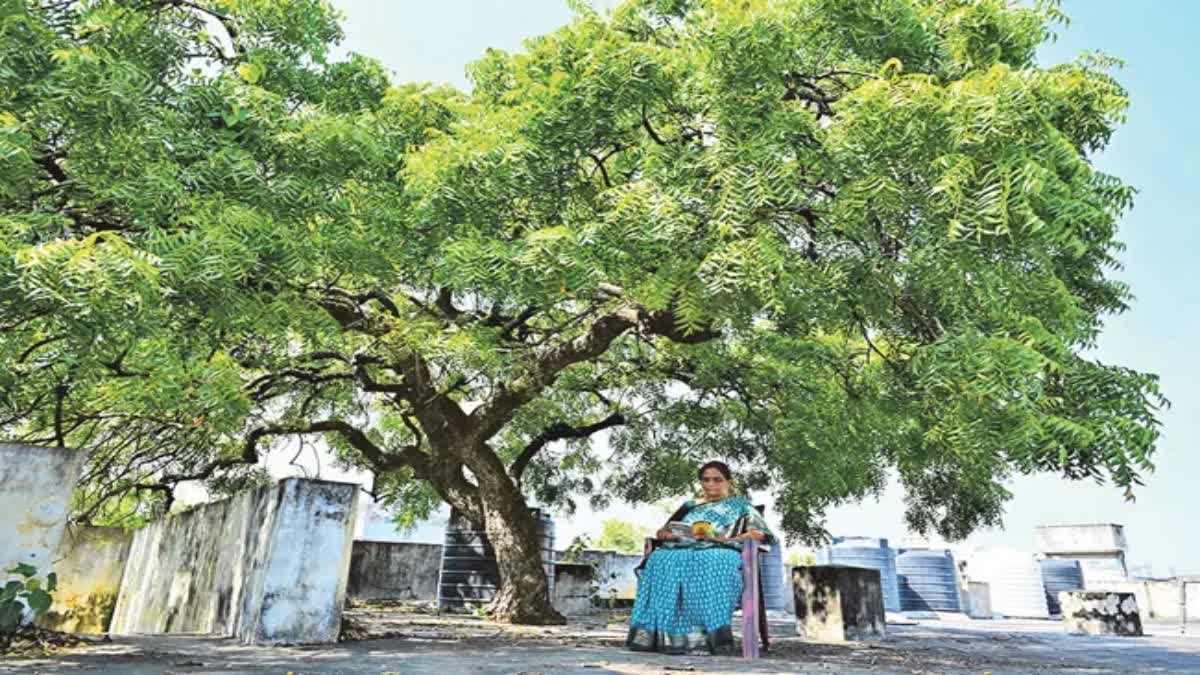 వందేళ్ల వయసు - మూడంతస్తుల ఎత్తు - ఇంటికి గొడుగులా వేపచెట్టు
