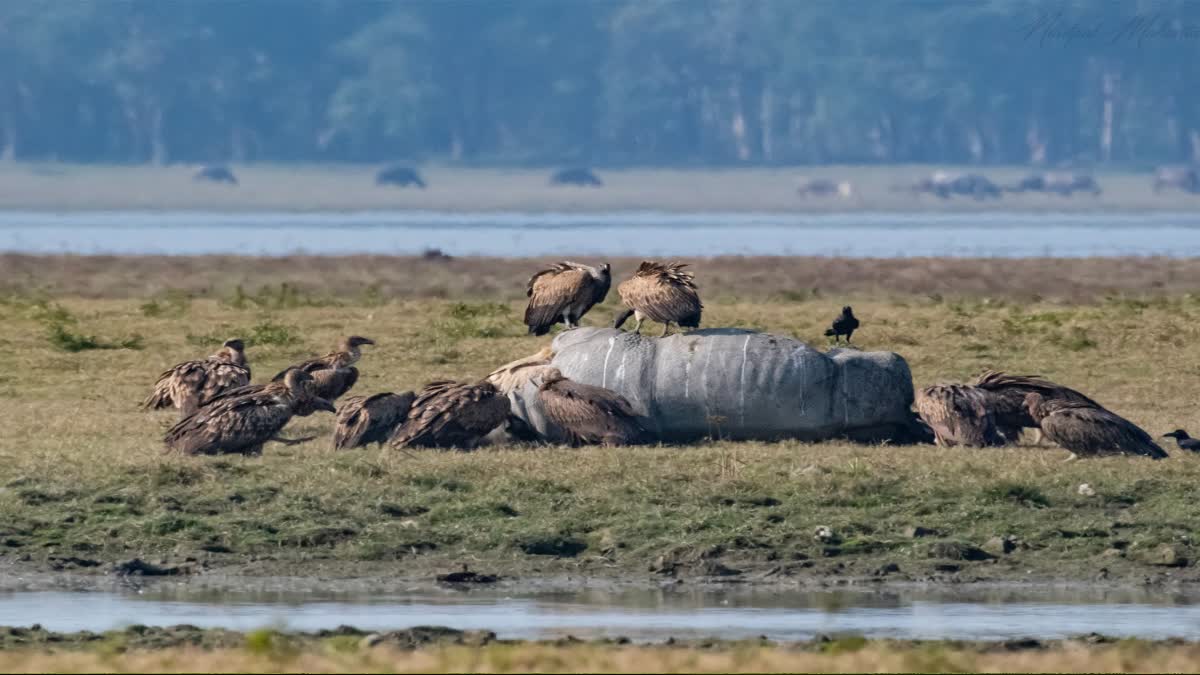 Kaziranga National Park