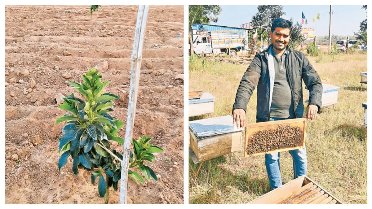 Young Tech Professionals In Telangana Turn To Honey, Avocado And Oil Palm Farming