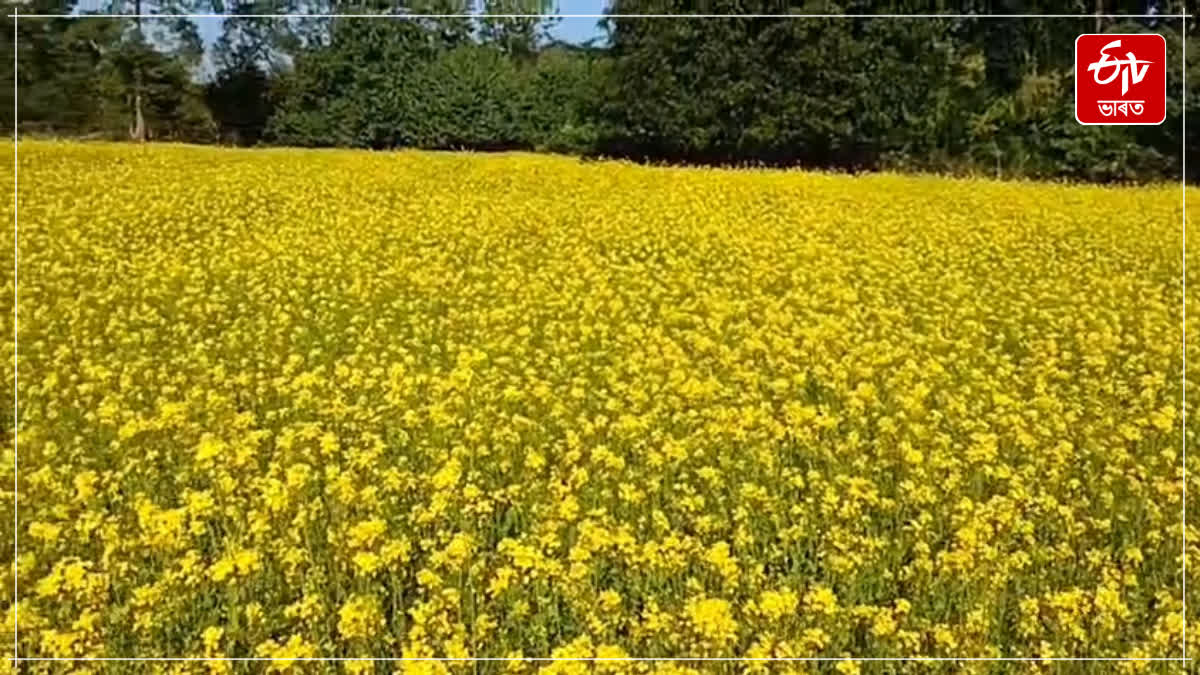 Five farmers are cultivating mustard on 40 bighas of land in Majuli