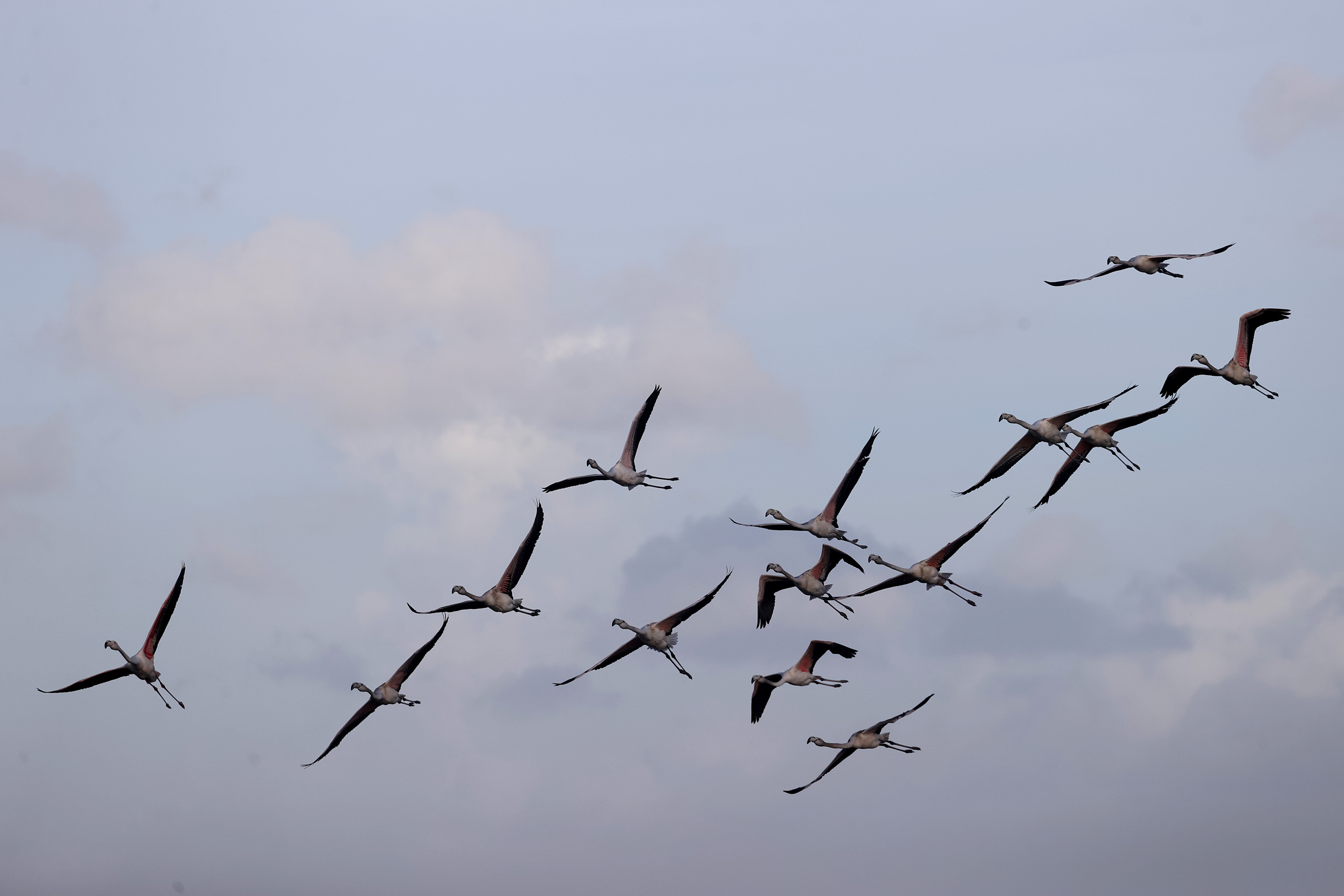 groundbreaking-global-bird-study-reveals-how-land-use-changes-are-putting-ecosystems-at-risk
