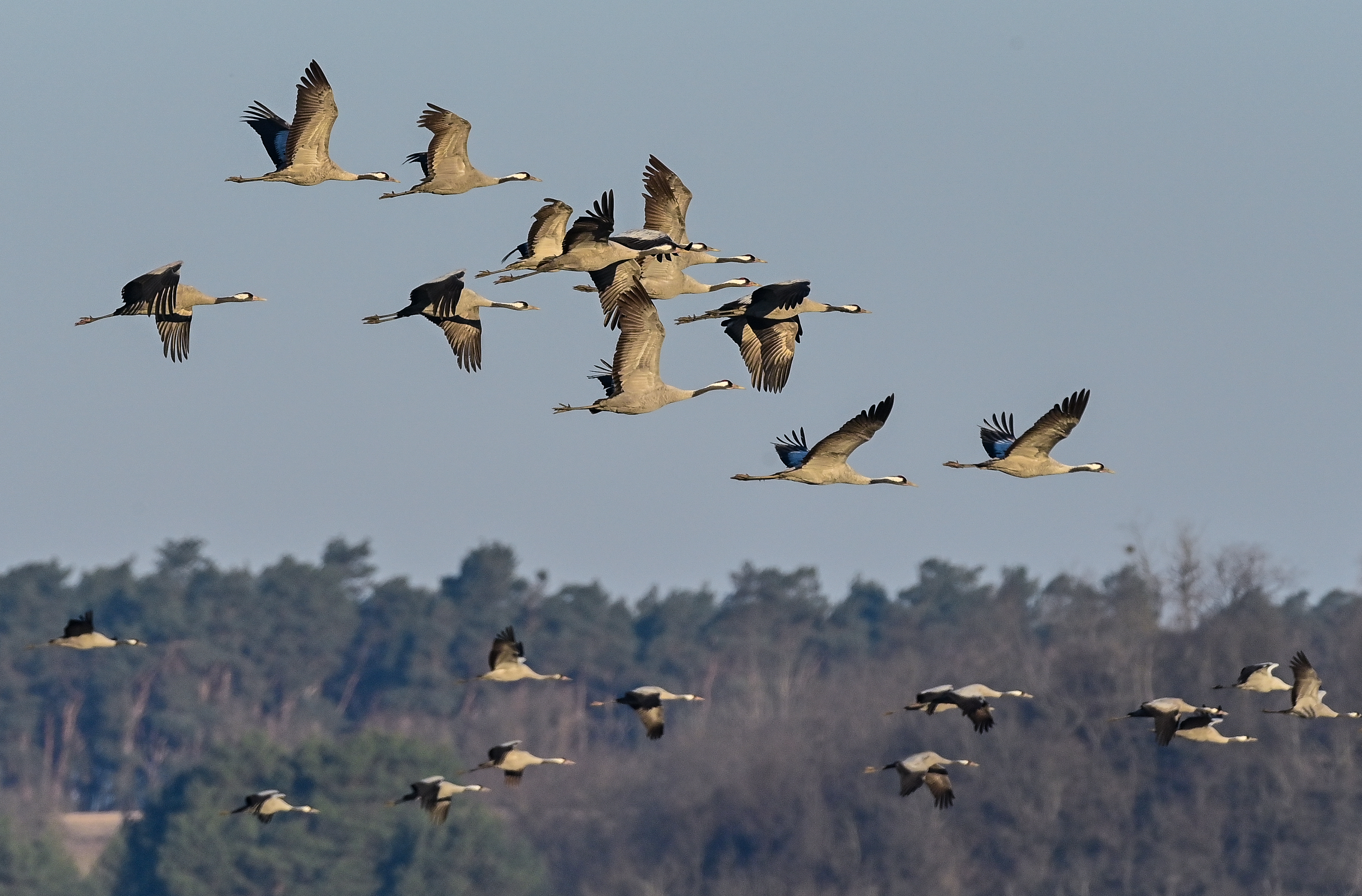 groundbreaking-global-bird-study-reveals-how-land-use-changes-are-putting-ecosystems-at-risk