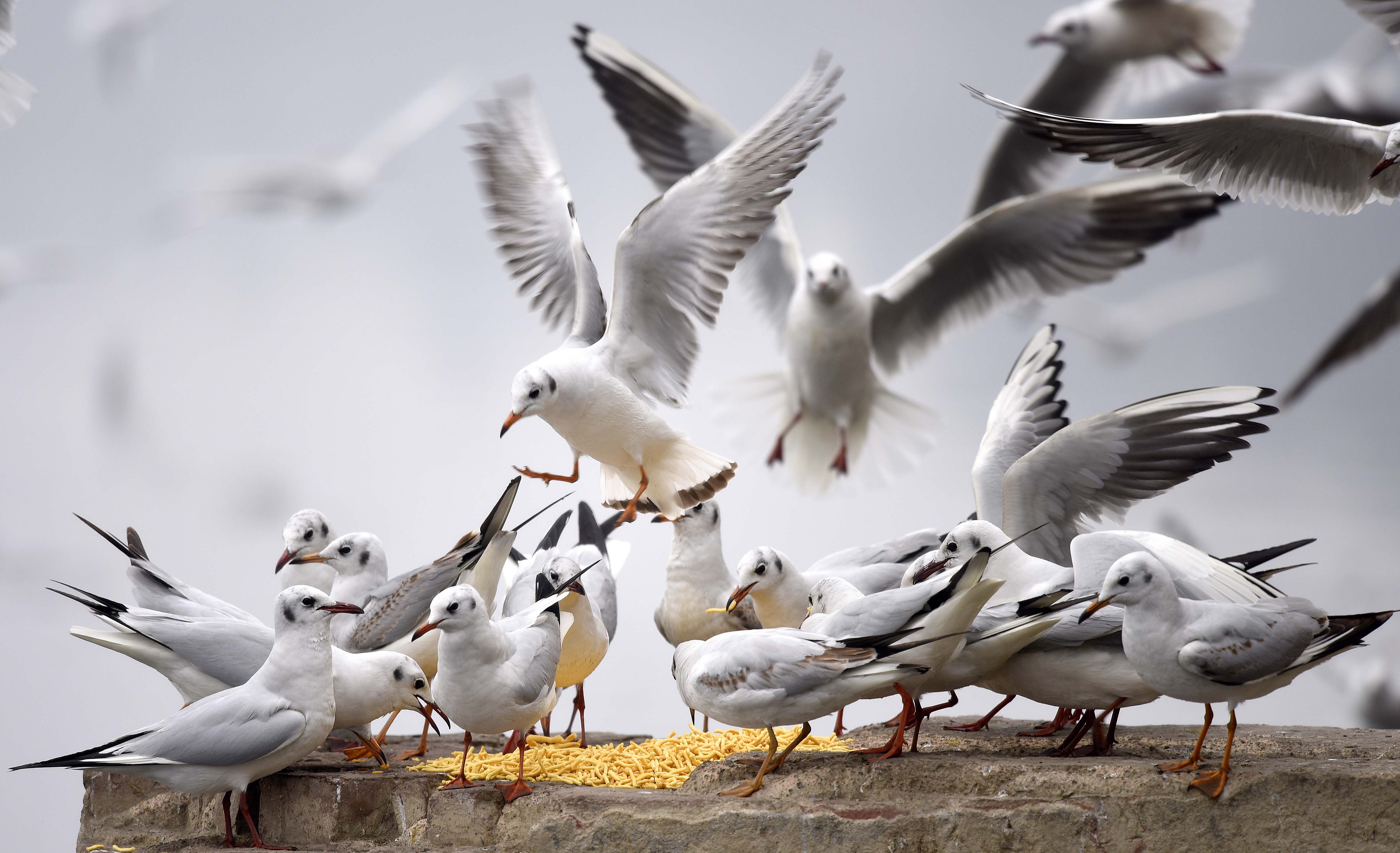 groundbreaking-global-bird-study-reveals-how-land-use-changes-are-putting-ecosystems-at-risk