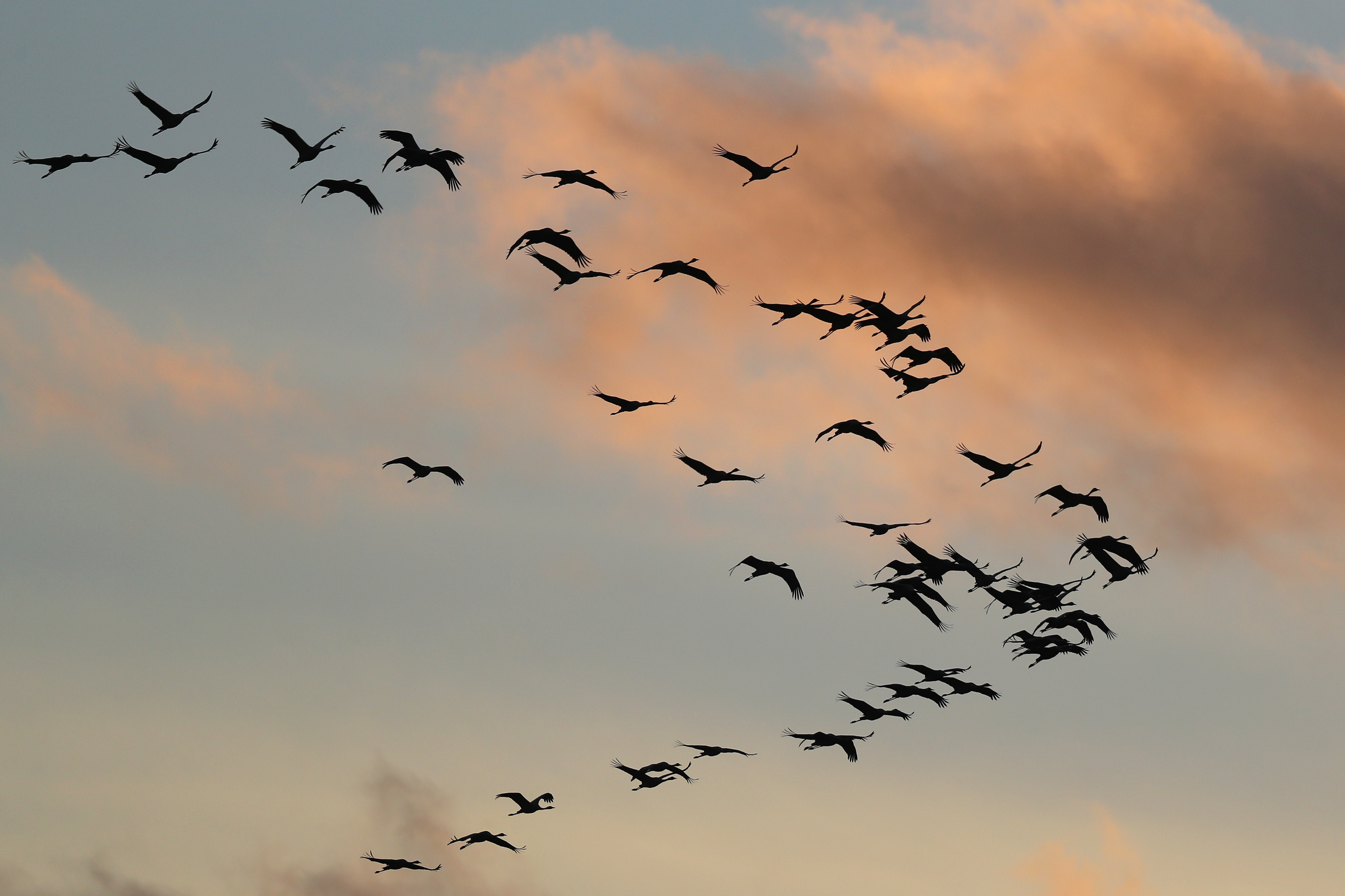 groundbreaking-global-bird-study-reveals-how-land-use-changes-are-putting-ecosystems-at-risk