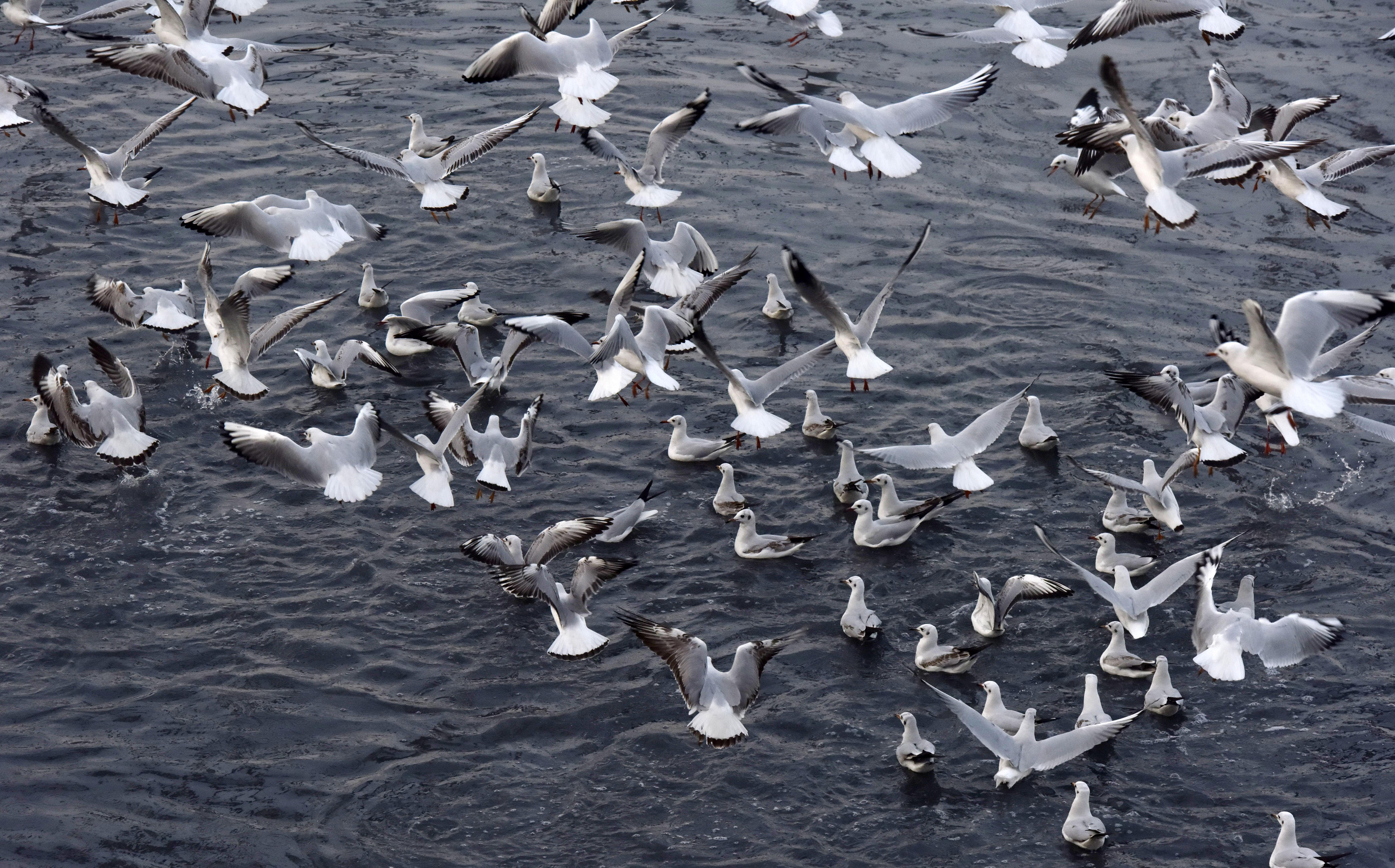 groundbreaking-global-bird-study-reveals-how-land-use-changes-are-putting-ecosystems-at-risk