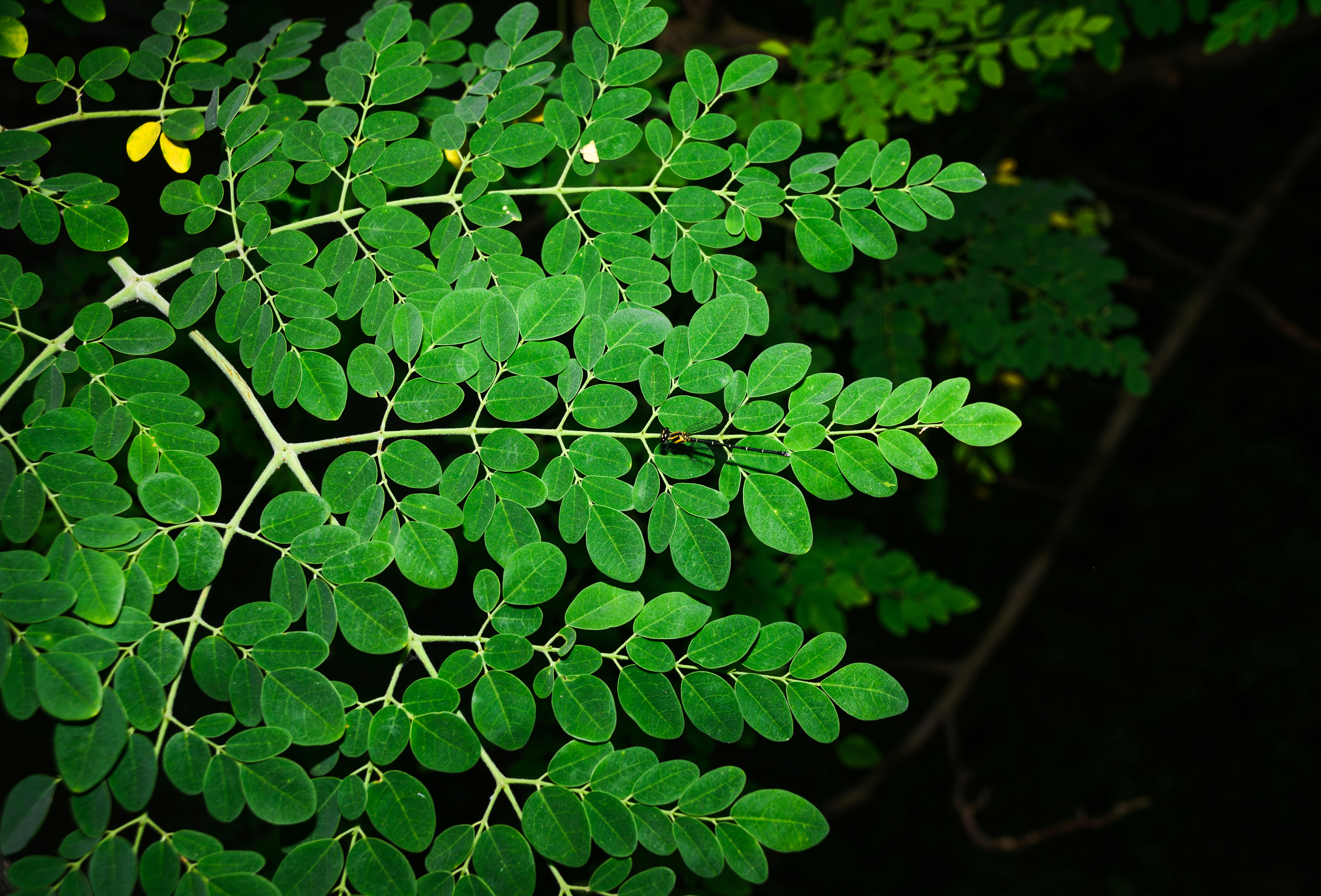 moringa benefits