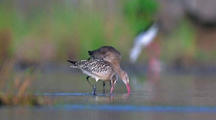Bar-Tailed Godwit Spotted For The First Time In Amravati, Birders Excited