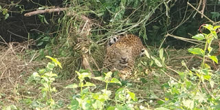 Leopard trapped in net