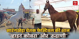सारंगखेड़ा चेतक फेस्टिवल में 'व्हाइट कोबरा' की धूम