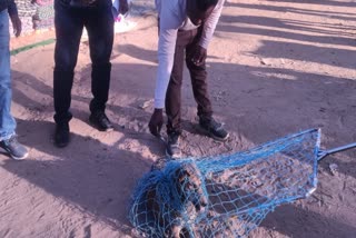 DOGS PANIC MCB KOREA