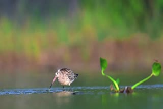 Bar-Tailed Godwit Spotted For The First Time In Amravati, Birders Excited