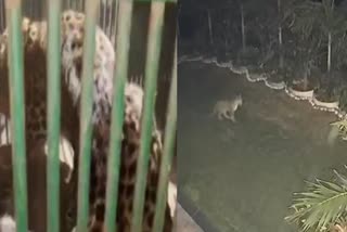 लेपर्ड दिखने से सनसनी