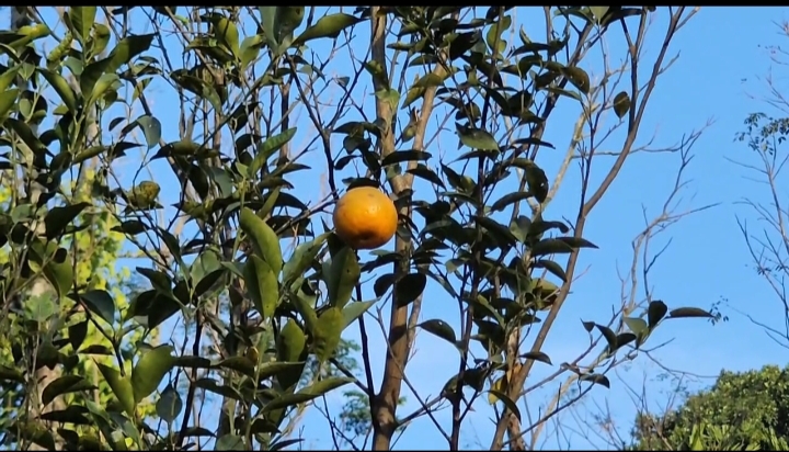 Tasty orange of Dima Hasao